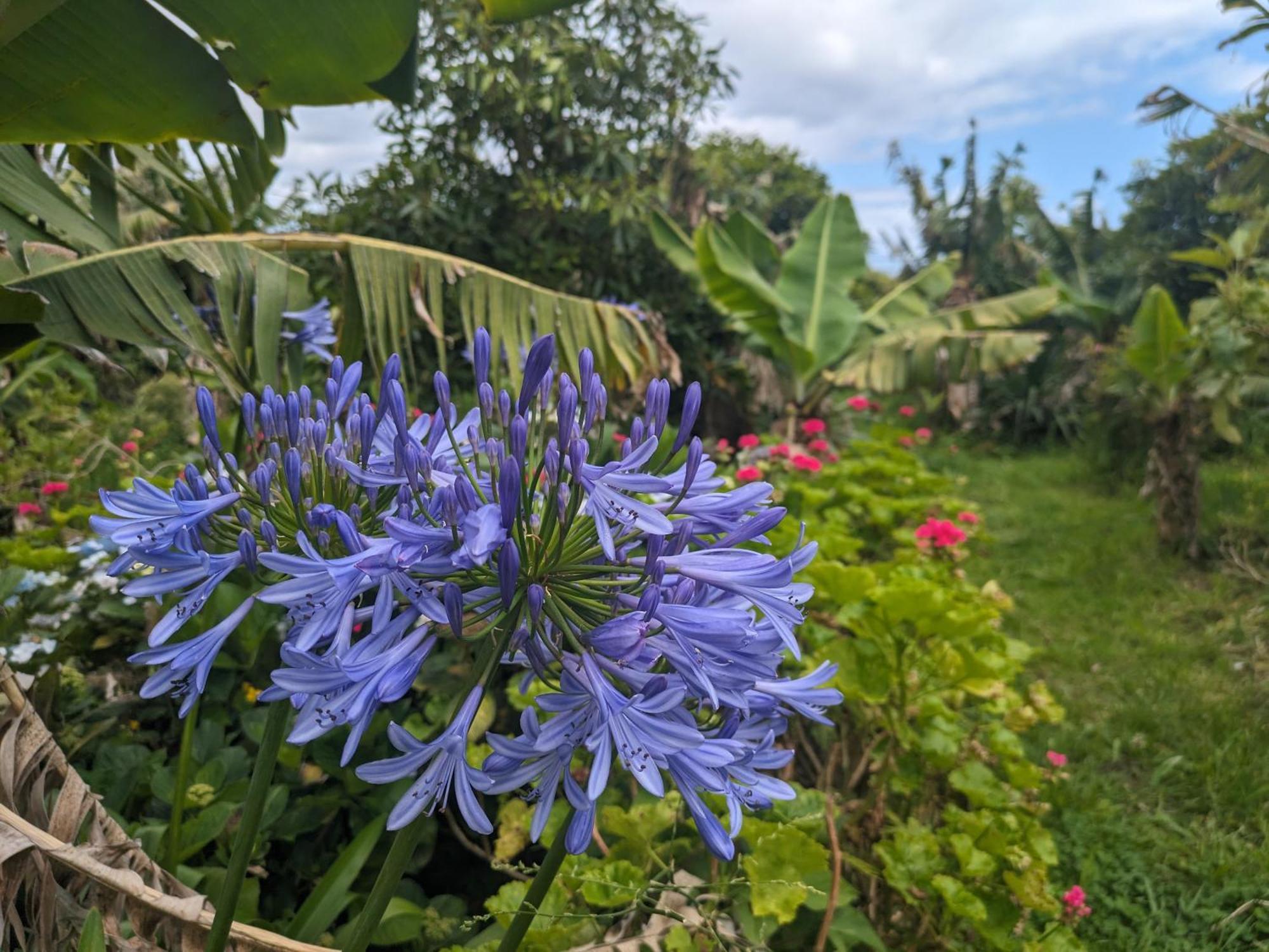 Bed and Breakfast The Plantation Faial Feteira  Exterior foto